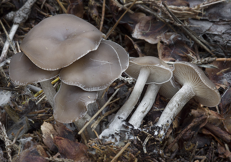 Clitocybe metachroides